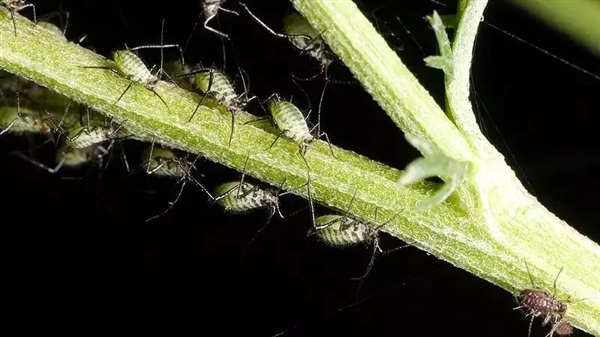 刚出生就已经怀孕了？蚜虫也太厉害了吧！