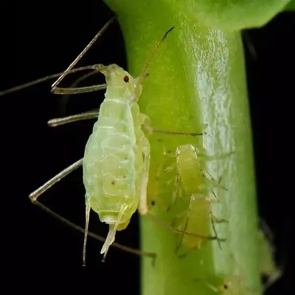 刚出生就已经怀孕了？蚜虫也太厉害了吧！