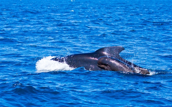 上百头鲸鱼在斯里兰卡搁浅 当地史上最大规模鲸鱼搁浅事件