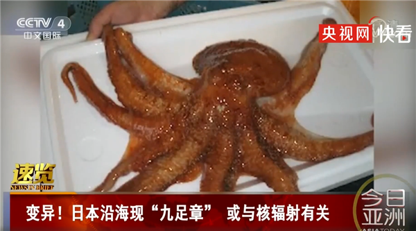 变异！日本沿海现九足章鱼：或与核辐射有关
