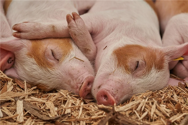 美国批准转基因猪使用：不仅能吃 还可生产药品和器官移植