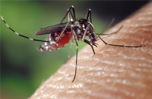 替代杀虫剂！美国即将释放转基因蚊子：后代只有雄性