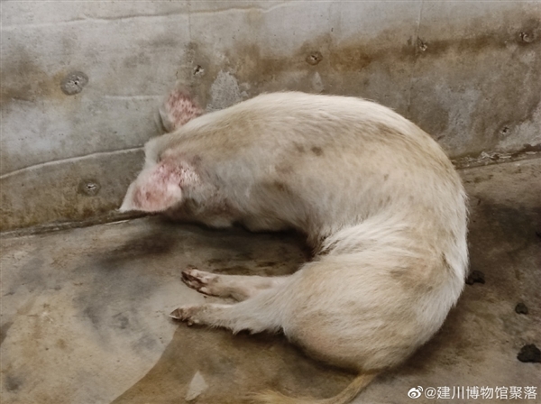 博物馆考虑对猪坚强实施安乐死：14岁的它站不起来、瘦骨嶙峋