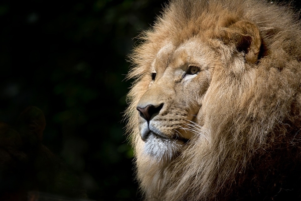 南非将禁止狩猎圈养狮子：拒绝将狮子作为宠物