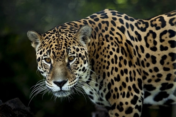 专家判断第3只豹子或已死亡：野外生存技能几乎为零