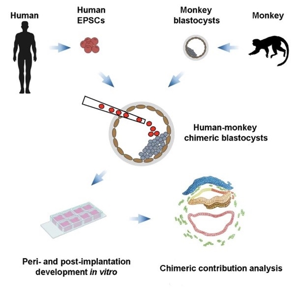人-猴嵌合体：培育人类器官又向前跨越一小步