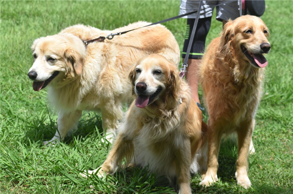 遛狗不牵绳涉嫌违法！犬绳销量暴增、宠物推车卖爆