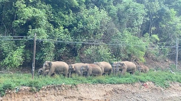 北迁野象群拐了个弯：没进昆明市区