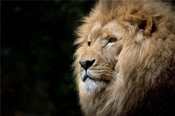 印度动物园9岁母狮感染新冠死亡：还有8只确诊 感染源未知