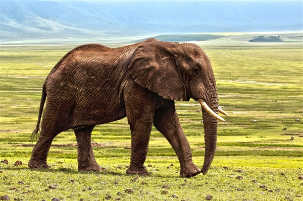 成精了！印度大象操作压水井喝水：出水后开心扇耳朵