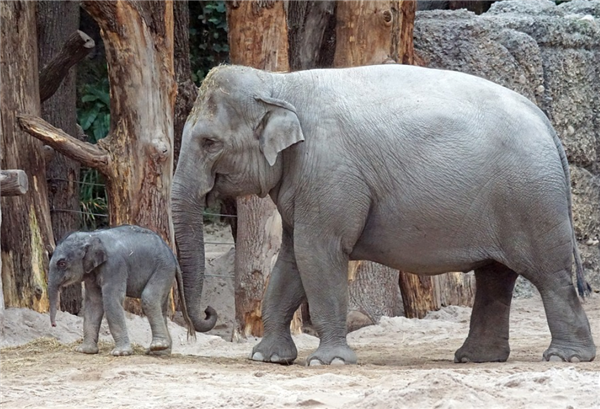 独象离群7天距象群14.3公里：大象用脚听声音 嗅觉比狗还灵敏