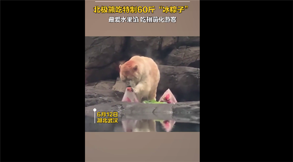 北极熊吃上特制60斤冰粽 最爱水果馅：吃相萌化游客