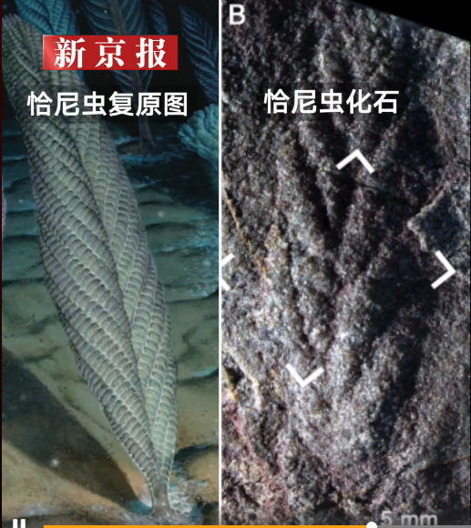 青藏高原发现5.5亿年前生物群化石：恰尼虫化石形如树叶