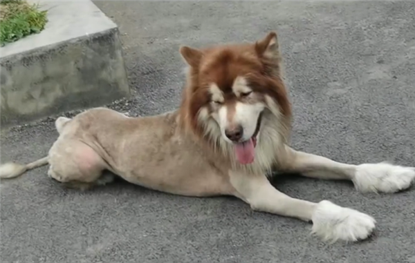 市民将剃过毛的狗误认成狮子报警求助 网友：多看看动物世界