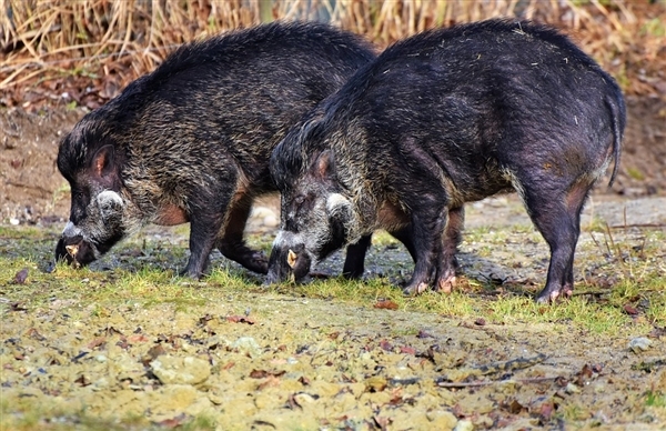 日本福岛核荒地上野猪、家猪结合 已产生奇怪的杂交品种