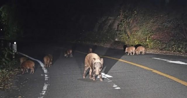 日本福岛出现放射性杂交野猪：核辐射没对野猪基因造成有害影响