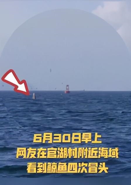 鲸鱼连续多日现身深圳大鹏湾 专家：别去围观、过往船只不要靠近