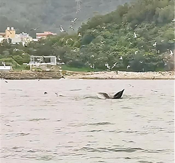 鲸鱼连续多日现身深圳大鹏湾 专家：别去围观、过往船只不要靠近