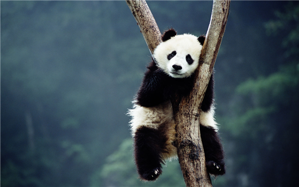 大熊猫由濒危降为易危：曾差点灭绝 原因竟是太挑食
