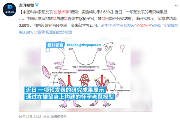 让公鼠怀孕的作者被狂喷！可网友们这次好像骂偏了