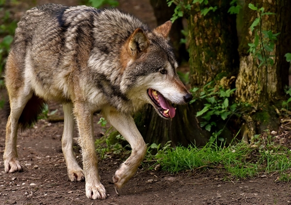 5旬男子为救爱犬持石块大战群狼：狗狗因伤势过重没能保住