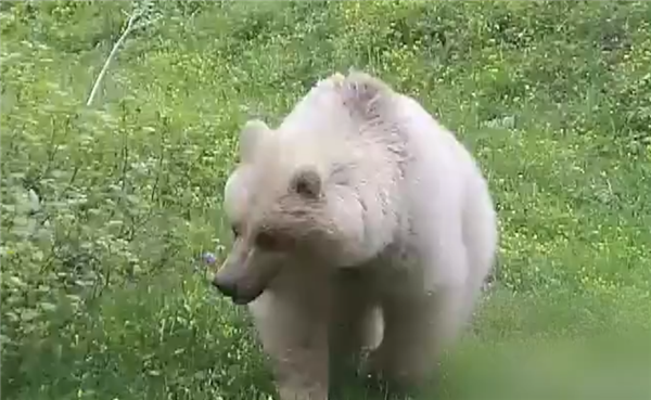 新疆青河首次发现罕见白色棕熊：红外相机拍到 出现概率五十万分之一