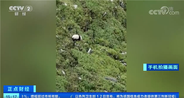村民找牛途中偶遇大熊猫 手机拍下珍贵画面登央视：可爱到家了