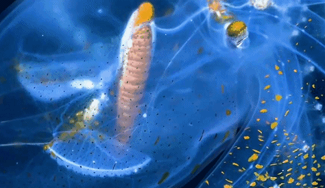 科学家发现罕见透明章鱼 体内器官和肚中食物全部清晰可见