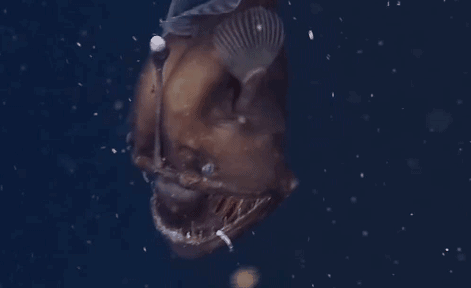 科学家发现罕见透明章鱼 体内器官和肚中食物全部清晰可见
