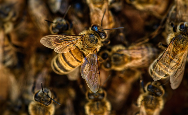 夫妻俩买150年老宅 入住时发现藏了45万只蜜蜂 到处流蜂蜜