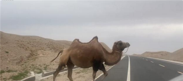 于月仙车祸事发路段常有骆驼穿行：事发路段两侧无护栏、无路灯