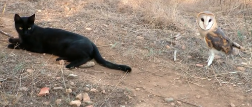 这只猫天天和猫头鹰干架 却打出了一段黑白配神仙友情