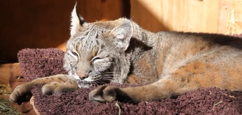 这只猫天天和猫头鹰干架 却打出了一段黑白配神仙友情