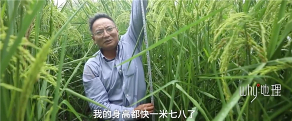 2米高巨型稻在重庆试种成功 预计亩产1600斤以上：袁隆平梦成真了