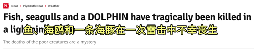 550只羊瞬间被劈死！闪电到底有多可怕？