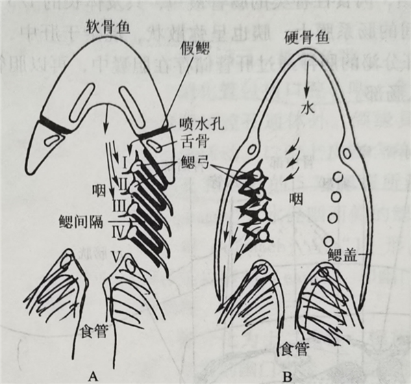 鱼也会被水淹死？真不骗你