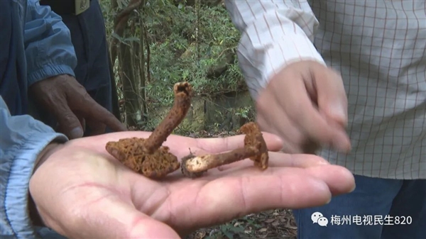 广东祖孙3人食用毒蘑菇致死 医生重申：千万不要食用野生蘑菇