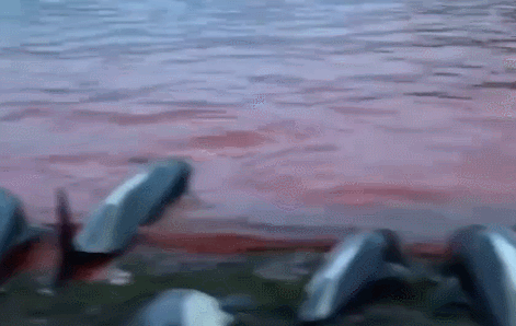 残忍！1400多只海豚遭捕杀：海水都被染红