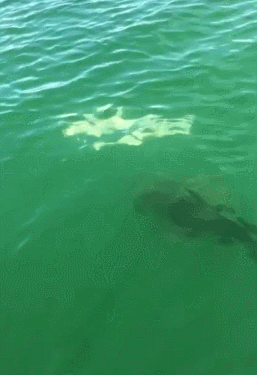 男子海钓拍到惊险一幕：鲨鱼被石斑鱼一口吞下