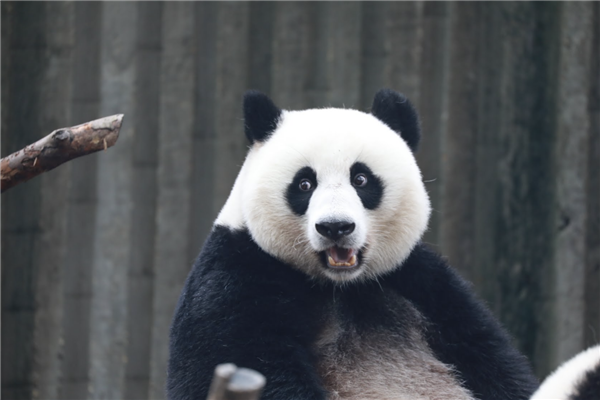 不用去动物园了！Google艺术与文化大熊猫专题页面上线：央视网合作
