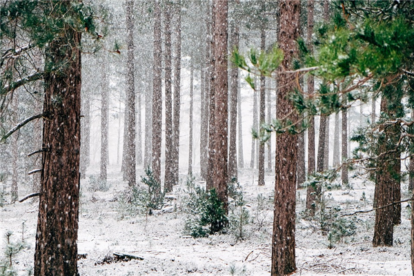 东北下雪了！大兴安岭迎来秋季第一场雪