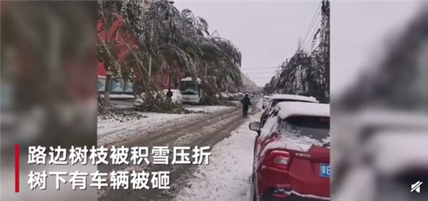 内蒙古呼伦贝尔突降大雪：积雪覆盖路面 树枝被积雪压折有车辆被砸