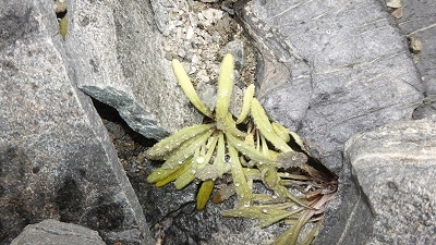 珠峰6200米：我国植物种子采集最高海拔纪录刷新