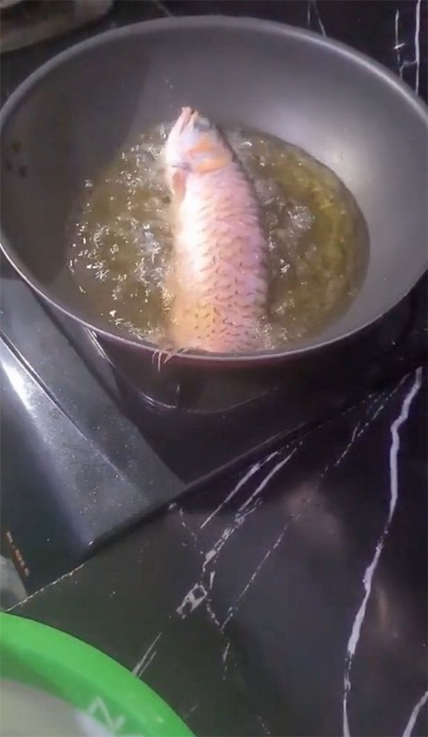 男子饲养名贵金龙鱼：妻子因不想打扫鱼缸将鱼炸了吃