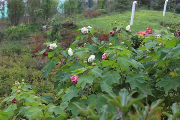 叶子上能站人 花可变换三种颜色 这种