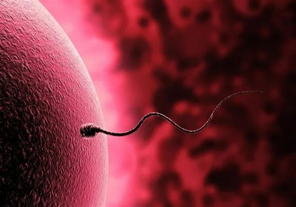 为什么人类卵子的体积是精子的1000多万倍？