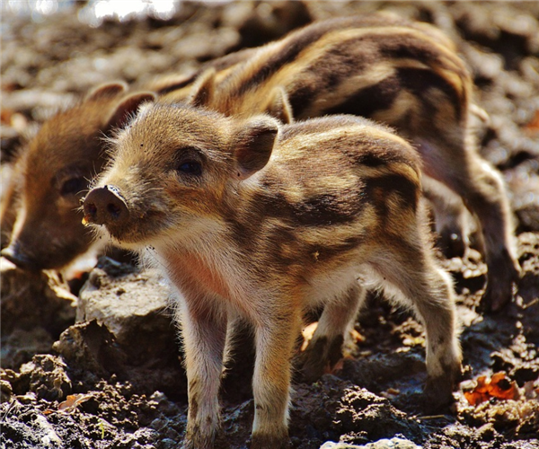 3只小野猪马路遛达 南京部分山林野猪密度已超标