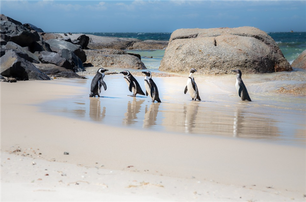 南极企鹅迷路 竟然游到了3000公里外的新西兰