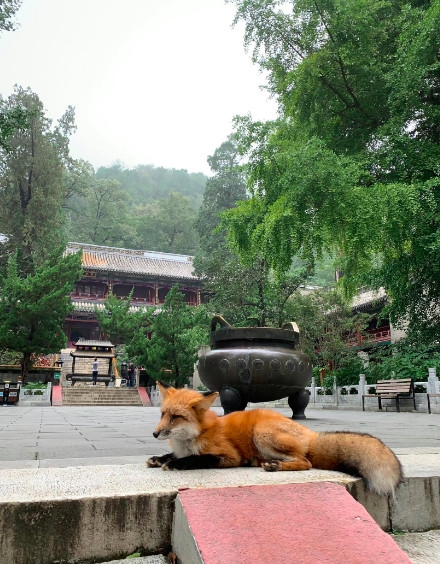 小狐狸频繁现身京郊潭柘寺成网红 游人纷纷投喂 专家警告