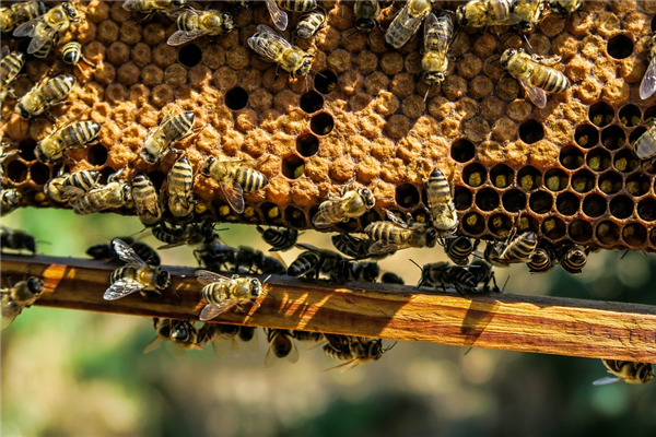 业主找工人拆空调结果发现巨型蜂巢：取出71斤蜂蜜